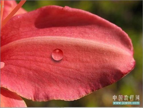 Photoshop輕松繪制樹(shù)葉上的露珠_(kāi)腳本之家jb51.net整理