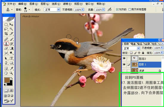 Photoshop 小鳥張嘴鳴叫動畫