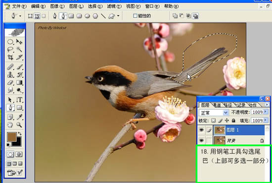 Photoshop 小鳥張嘴鳴叫動畫
