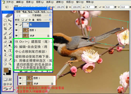 Photoshop 小鳥張嘴鳴叫動畫