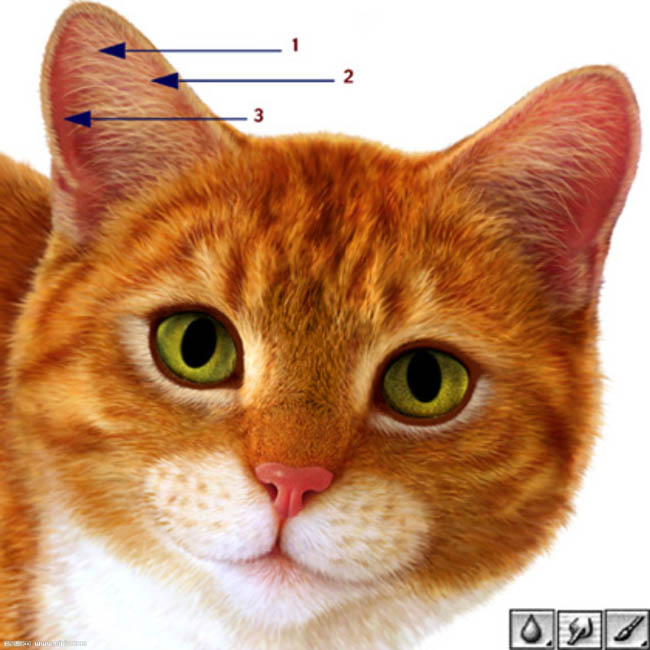 photoshop超强鼠绘逼真的宠物猫