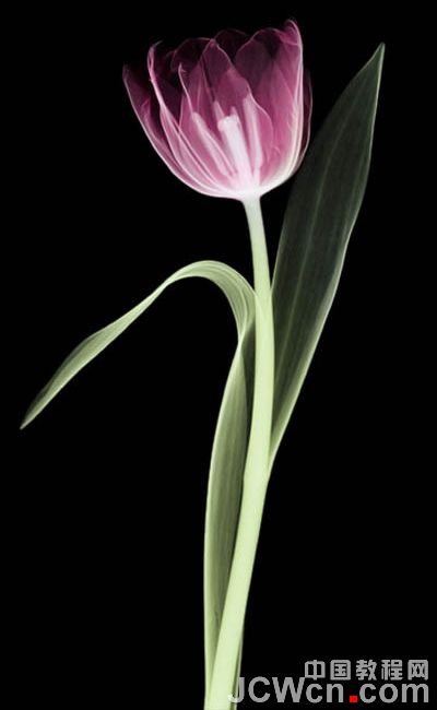 photoshop 利用背景橡皮擦工具快速摳出背景單一的花朵