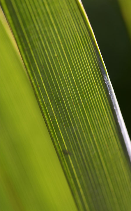 Photoshop打造煙霧環(huán)繞的葉芯