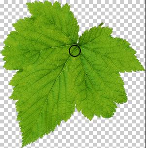 Photoshop設計制作出花瓣上滾動的水珠效果教程