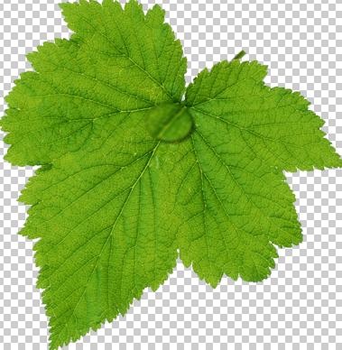 Photoshop設計制作出花瓣上滾動的水珠效果教程