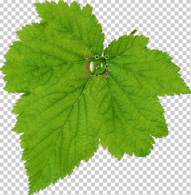Photoshop設計制作出花瓣上滾動的水珠效果教程