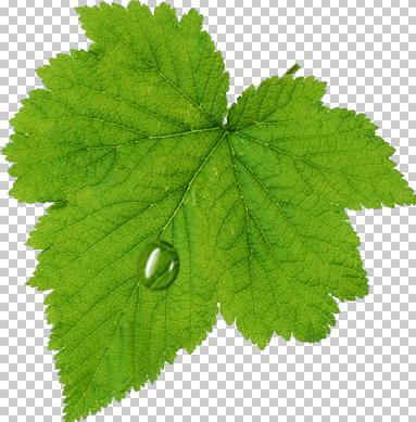 Photoshop設計制作出花瓣上滾動的水珠效果教程