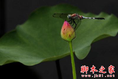 Photoshop制作唯美雨景動(dòng)畫