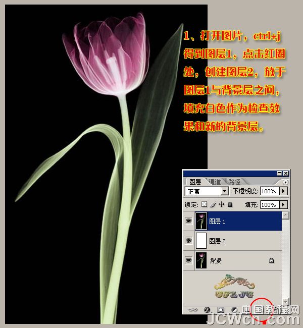 Photoshop利用背景橡皮擦工具摳郁金香