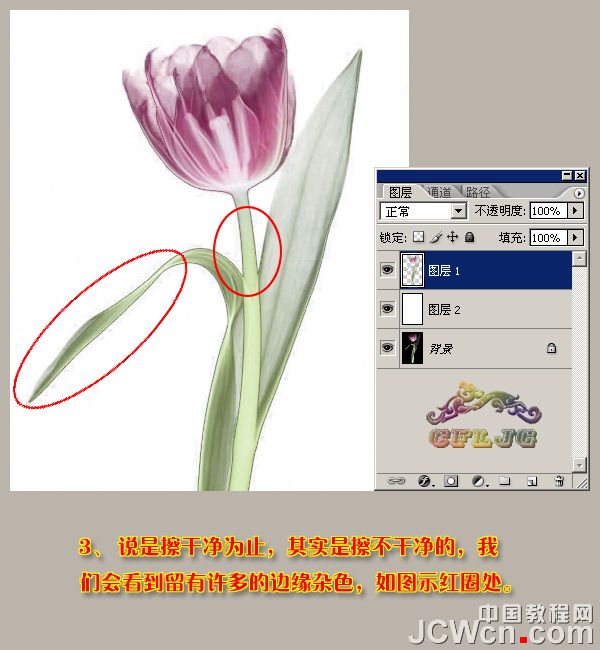 Photoshop利用背景橡皮擦工具摳郁金香
