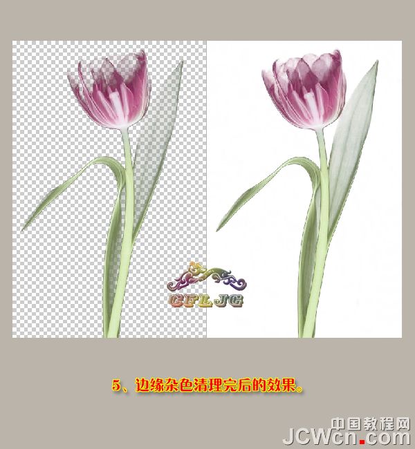 Photoshop利用背景橡皮擦工具摳郁金香