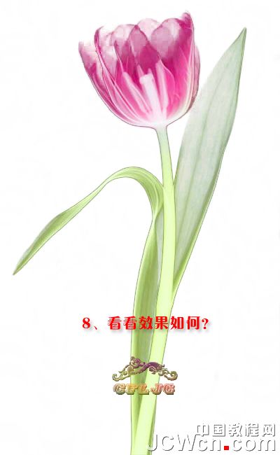 Photoshop利用背景橡皮擦工具摳郁金香