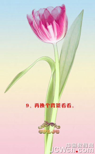 Photoshop利用背景橡皮擦工具摳郁金香