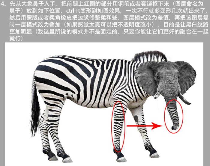 PS將斑馬頭像換成創(chuàng)意的長鼻子大象頭像
