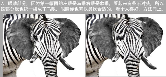 PS將斑馬頭像換成創(chuàng)意的長鼻子大象頭像
