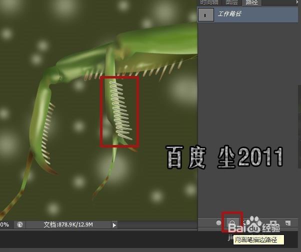 PS怎么使用路徑功能給昆蟲足上畫尖刺?