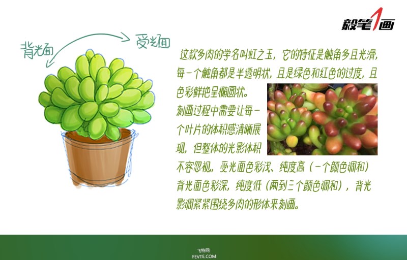 ps鼠绘小清新多肉植物插画教程