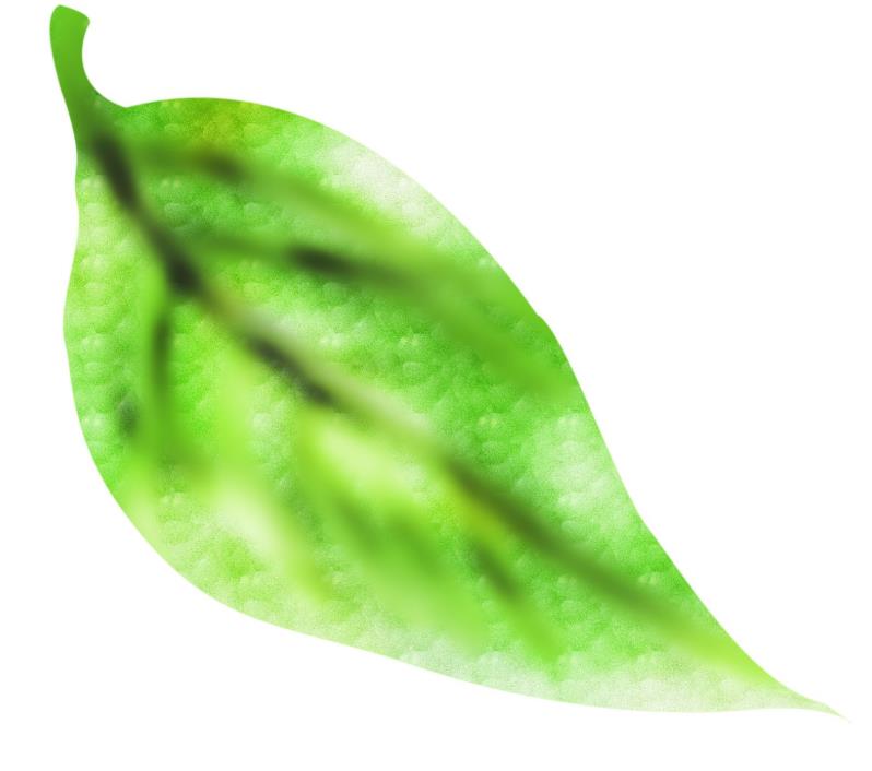 PS怎么鼠繪陽(yáng)光下的樹葉矢量圖?