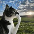 HMM,Thinking Cat