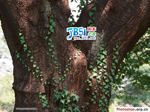 Photoshop图片合成教程:美女和树