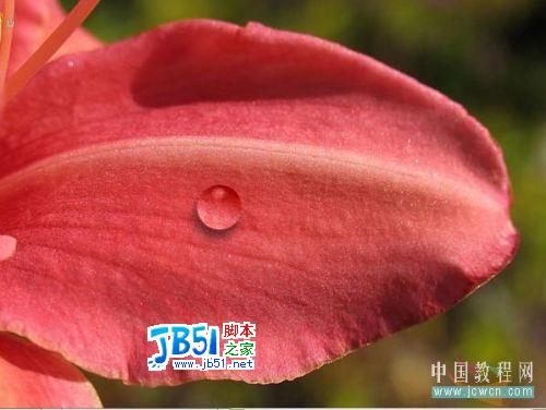 Photoshop给娇艳的花瓣增加透明露珠