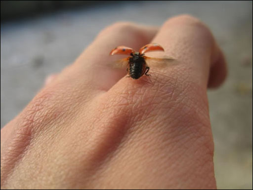 photoshop 结合滤镜制作强对比高清晰照片