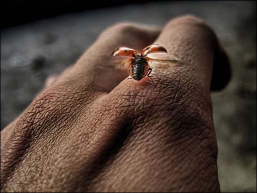 photoshop 结合滤镜制作强对比高清晰照片