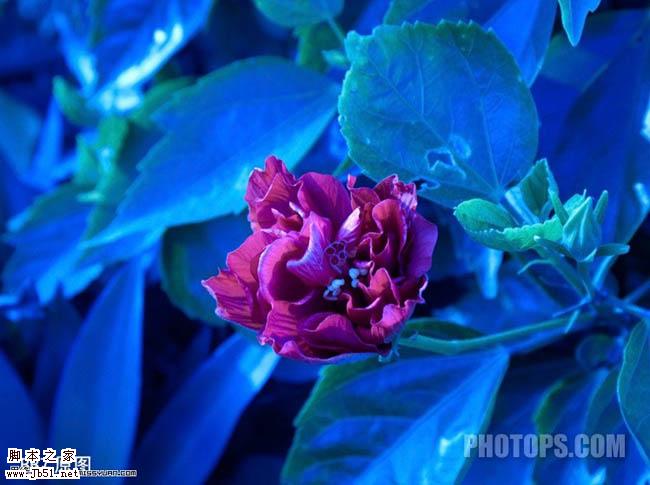 photoshop 简单三步修复严重偏色的鲜花图片