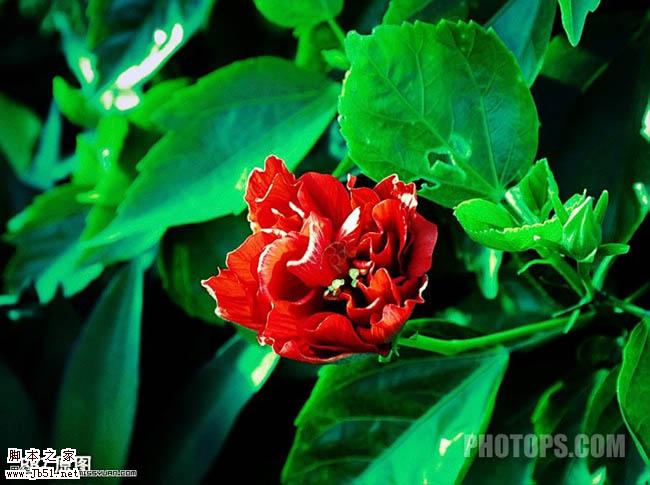 photoshop 简单三步修复严重偏色的鲜花图片