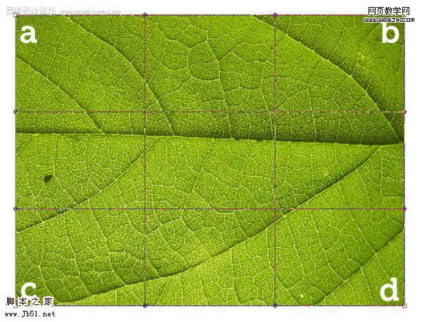 利用叶子的局部制作一张完整的叶子