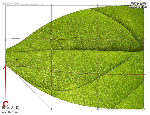 利用叶子的局部制作一张完整的叶子