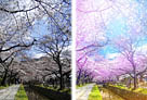 Photoshop将樱花风图片转为梦幻效果