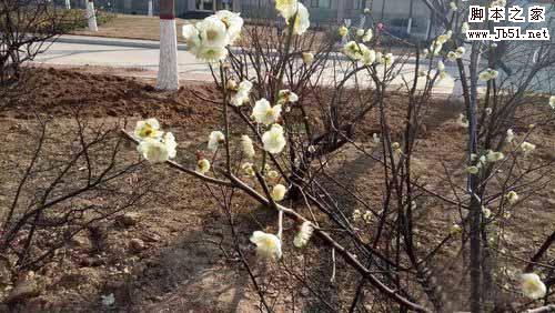 如何拍出好看的花?春天拍照花朵的技巧介绍