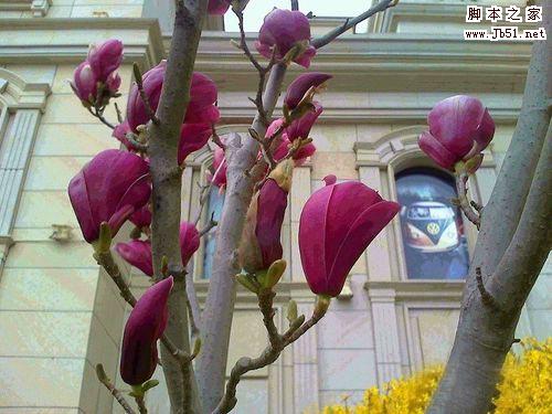 在傍晚的时候怎么拍出漂亮的紫色木兰花?