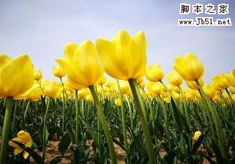 郁金香怎么拍好看?郁金香拍摄暖心小贴士