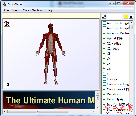 mediview汉化版(人体骨骼3d模型) v1.0 免费绿色版