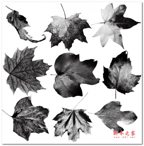Photoshop秋天的树叶落叶枫叶图像素材笔刷 免费版