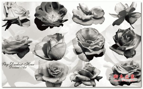 盛开的真实鲜花花朵图案PS笔刷 最新免费版
