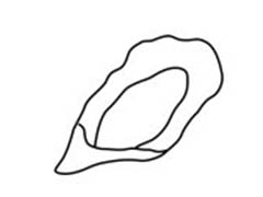 PS怎么设计牡蛎图案的logo? ps简笔画牡蛎的画法