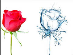 ps怎么制作创意的水形玫瑰? ps玫瑰合成水玫瑰的技巧