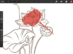 procreate合花线稿怎么上色? procreate线稿不闭合填色的技巧
