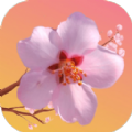 桃花开开app for android v1.0 安卓版