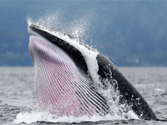 什么是止损狩猎？一文带你看懂巨鲸布局与避坑策略全流程