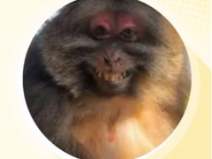 XINGXING迷因币是什么？XINGXING价格和市场数据