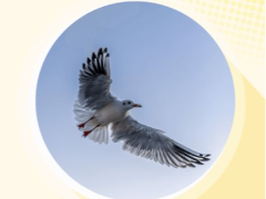 什么是白鹰(WEGL) 币?WEGL价格、市场数据及代币经济学