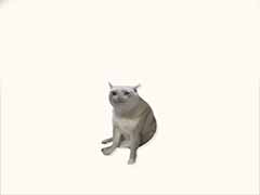 什么是 Cash Cat (CASHCAT) 币？价格预测、技术水平以及市场展望