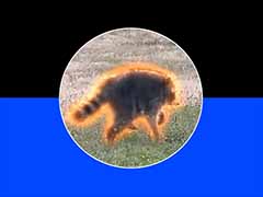什么是Jimothy the Raccoon (JIMOTHY) Solana迷因币？一文详解