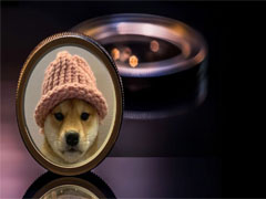 Dogwifhat(WIF)币值得投资吗?WIF价格预测2027–2050年