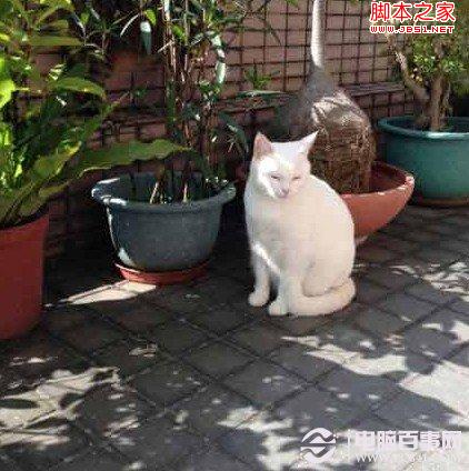 iPhone5如何内建相机录像拍照一起用