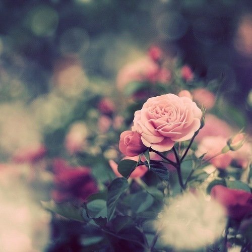 高清唯美的玫瑰花图片_素裹的华云彩衣